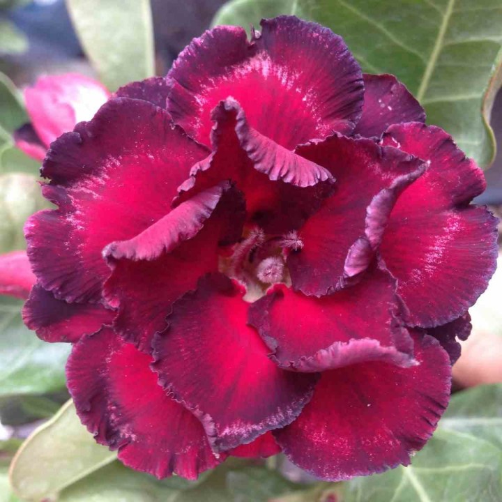 Adenium obesum cv.Ammata