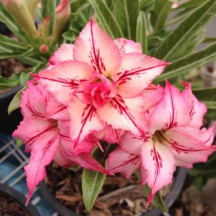 Adenium obesum cv.Flèche