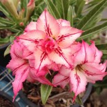 Adenium obesum cv.Flèche
