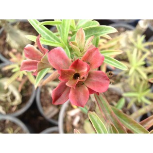 Adenium obesum cv.Baby Rose