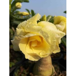Adenium obesum cv.Bananes