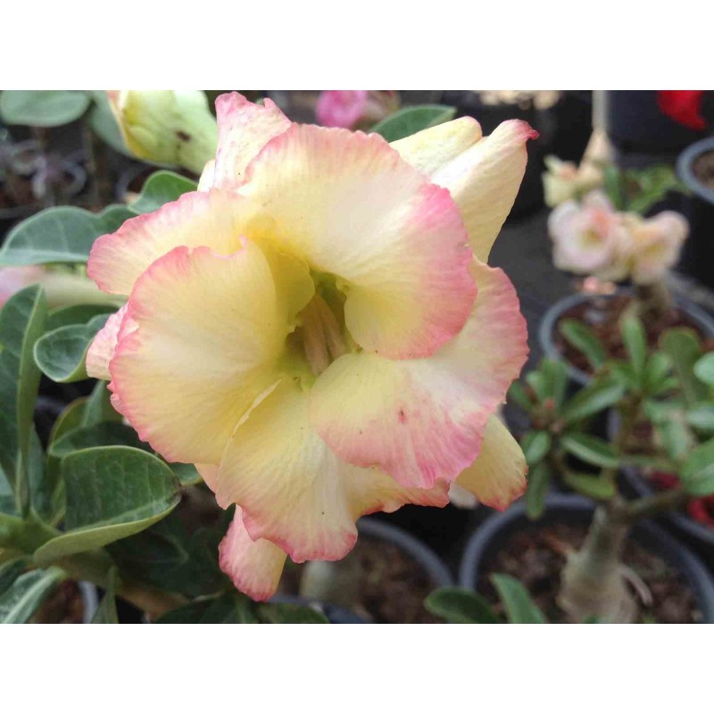 Adenium obesum cv.Banburi jaune