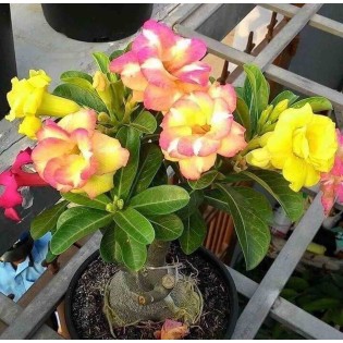 Adenium obesum cv.Banburi