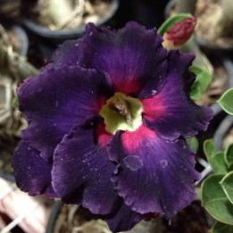 Adenium obesum cv.Boader noir