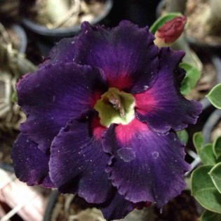 Adenium obesum cv.Boader noir