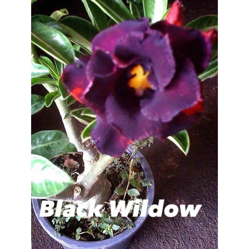 Adenium obesum cv. Wildow noir