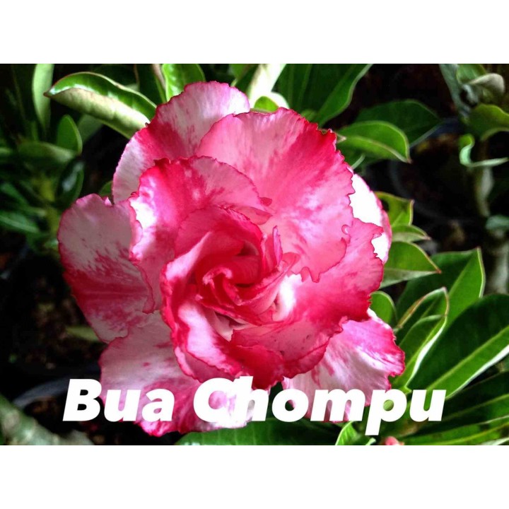 Adenium obesum cv. Buachompu