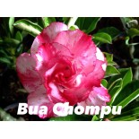 Adenium obesum cv. Buachompu