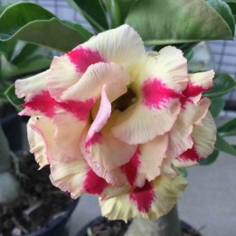 Adenium obesum cv. Rêve de papillon