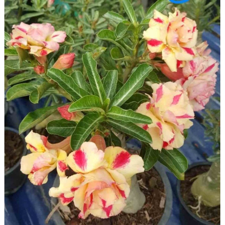 Adenium obesum cv. Rêve de papillon