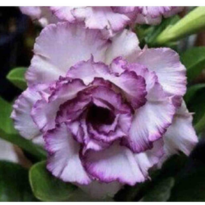 Adenium obesum cv.Oeillet