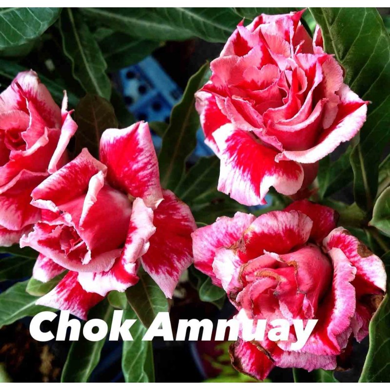 Adenium obesum cv.Chock Amnuay