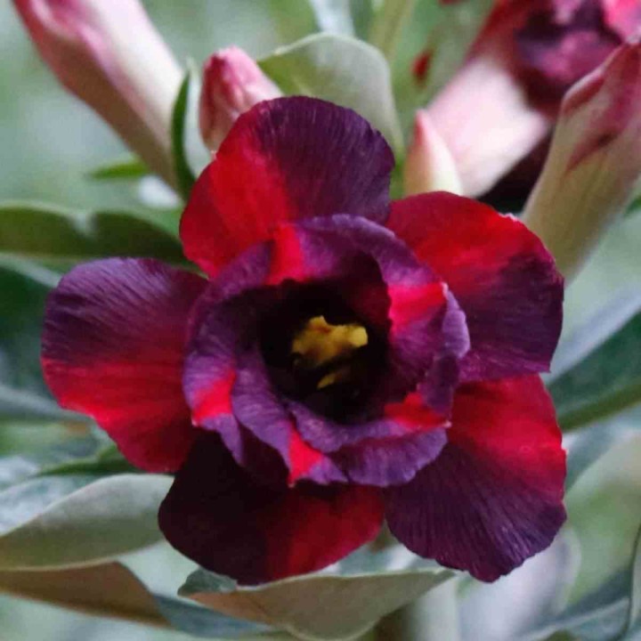 Adenium obesum cv. Chokdee