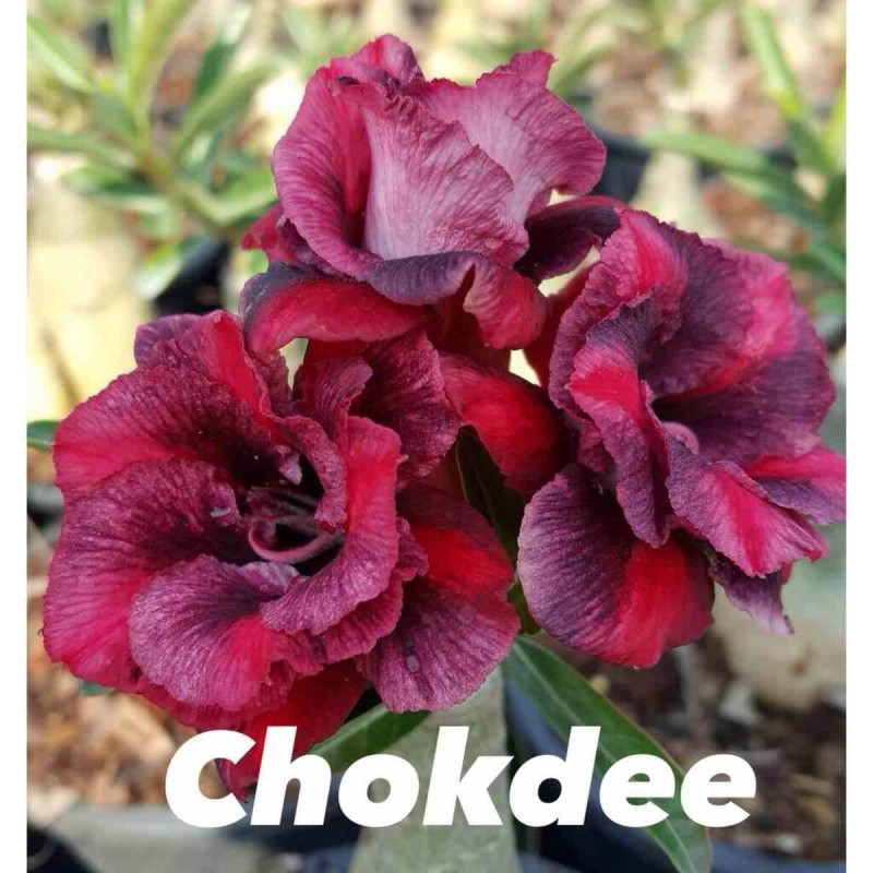 Adenium obesum cv.Chokdee