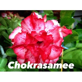 Adenium obesum cv Chokrasamee
