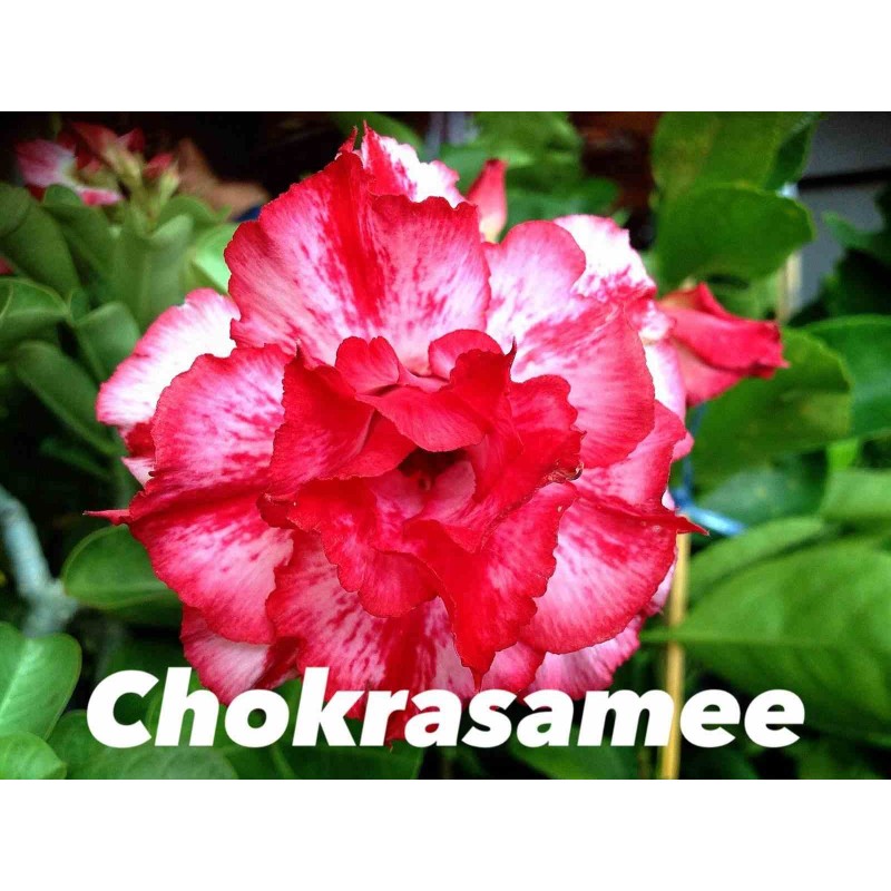 Adenium obesum cv Chokrasamee