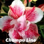 Adenium obesum cv Ligne Chompu