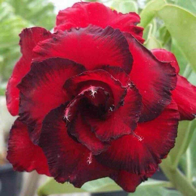 Adenium obesum cv.Dang Hunsadee