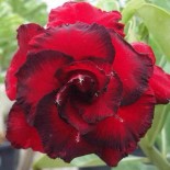 Adenium obesum cv.Dang Hunsadee