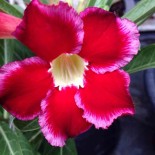 Adenium obesum cv.Dang Suda