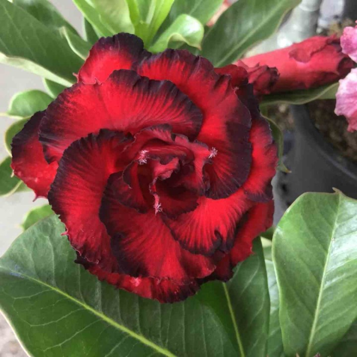 Adenium obesum cv.Sang de dragon