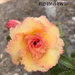 Adenium obesum cv.Bouddha doré