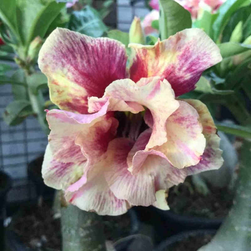 Adenium obesum cv.Année d'or