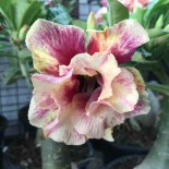 Adenium obesum cv.Année d'or