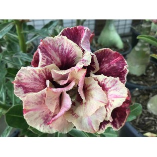 Adenium obesum cv.Année d'or