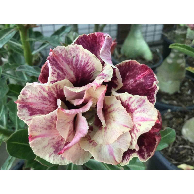 Adenium obesum cv.Année d'or