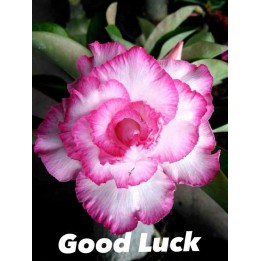 Adenium obesum cv.Bonne chance