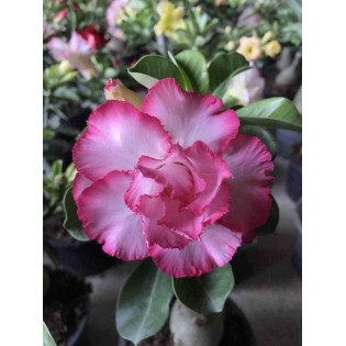 Adenium obesum cv.Bonne chance