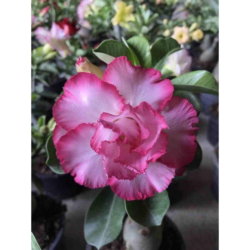 Adenium obesum cv.Bonne chance