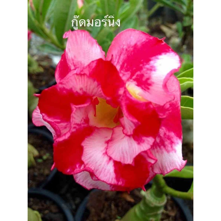 Adenium obesum cv.Bonjour