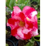 Adenium obesum cv.Bonjour