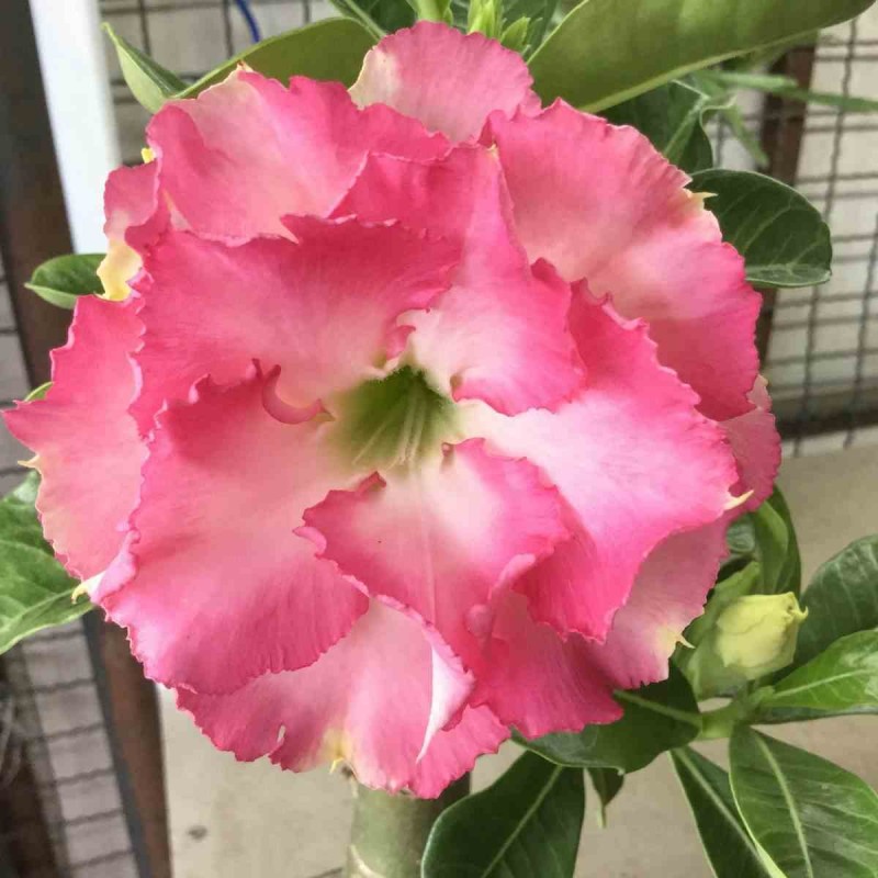 Adenium obesum cv.Leera Rose