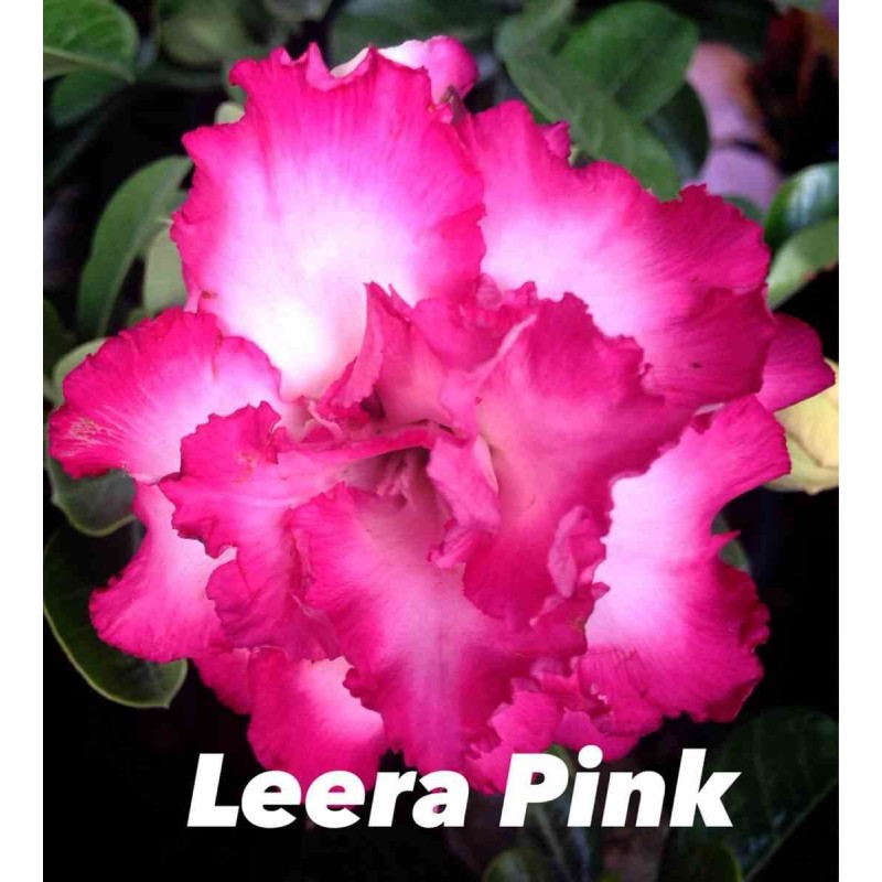 Adenium obesum cv.Leera Rose