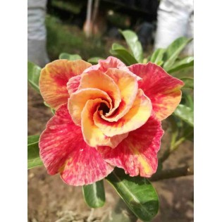 Adenium obesum cv.Mannakan