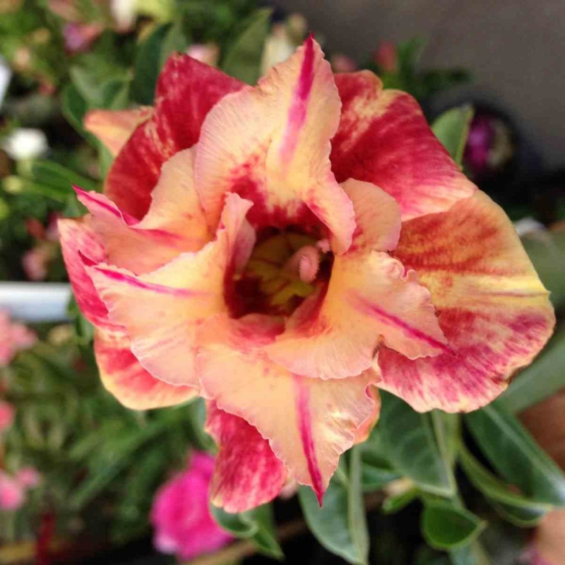 Adenium obesum cv.Maree R