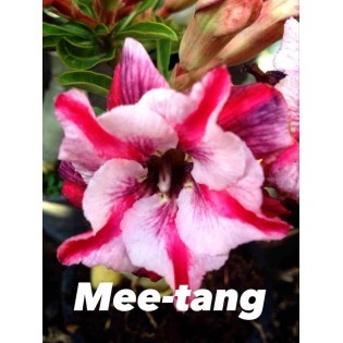 Adenium obesum cv Mee-tang