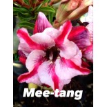 Adenium obesum cv Mee-tang