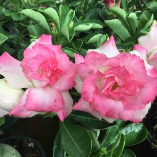 Adenium obesum cv. Missteen