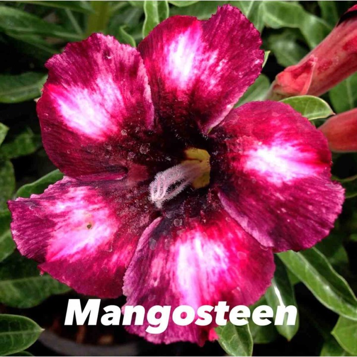 Adenium obesum cv.Mongo Steen