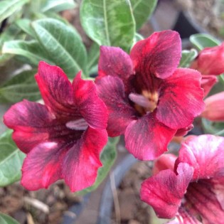 Adenium obesum cv.Mongo Steen