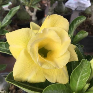 Adenium obesum cv.Lumière lunaire