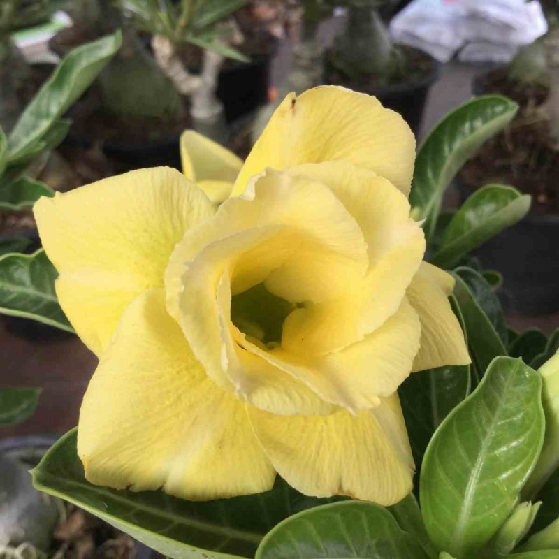 Adenium obesum cv.Lumière lunaire