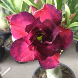 Adenium obesum cv.Muang Dang