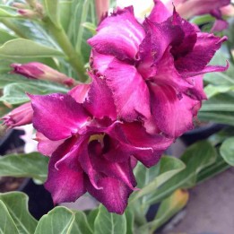 Adenium obesum cv.Muang Monkon