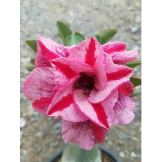 Adenium obesum cv. Muang PP