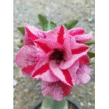 Adenium obesum cv. Muang PP